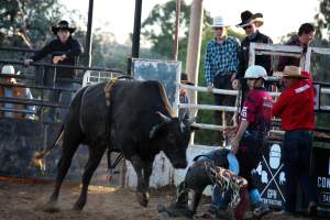 Bucking Bulls Australia Event - Bucking Bulls Australia event, run by Yass Rodeo. Activities such as Bull Riding and Trick Horse Riding occurred during this event. - Captured at Yass Show Society - Rodeo Arena, Yass NSW Australia.