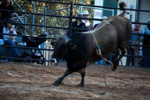 Bucking Bulls Australia Event - Bucking Bulls Australia event, run by Yass Rodeo. Activities such as Bull Riding and Trick Horse Riding occurred during this event. - Captured at Yass Show Society - Rodeo Arena, Yass NSW Australia.