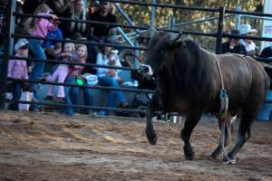 Bucking Bulls Australia Event - Bucking Bulls Australia event, run by Yass Rodeo. Activities such as Bull Riding and Trick Horse Riding occurred during this event. - Captured at Yass Show Society - Rodeo Arena, Yass NSW Australia.