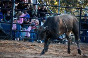 Bucking Bulls Australia Event - Bucking Bulls Australia event, run by Yass Rodeo. Activities such as Bull Riding and Trick Horse Riding occurred during this event. - Captured at Yass Show Society - Rodeo Arena, Yass NSW Australia.