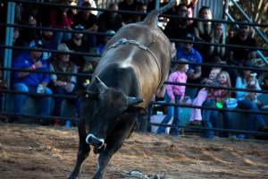 Bucking Bulls Australia Event - Bucking Bulls Australia event, run by Yass Rodeo. Activities such as Bull Riding and Trick Horse Riding occurred during this event. - Captured at Yass Show Society - Rodeo Arena, Yass NSW Australia.