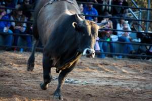 Bucking Bulls Australia Event - Bucking Bulls Australia event, run by Yass Rodeo. Activities such as Bull Riding and Trick Horse Riding occurred during this event. - Captured at Yass Show Society - Rodeo Arena, Yass NSW Australia.