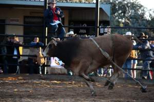 Bucking Bulls Australia Event - Bucking Bulls Australia event, run by Yass Rodeo. Activities such as Bull Riding and Trick Horse Riding occurred during this event. - Captured at Yass Show Society - Rodeo Arena, Yass NSW Australia.