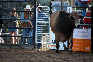 Bucking Bulls Australia Event - Bucking Bulls Australia event, run by Yass Rodeo. Activities such as Bull Riding and Trick Horse Riding occurred during this event. - Captured at Yass Show Society - Rodeo Arena, Yass NSW Australia.