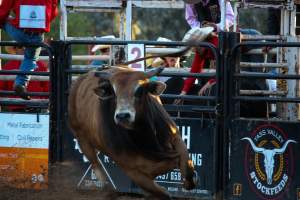 Bucking Bulls Australia Event - Bucking Bulls Australia event, run by Yass Rodeo. Activities such as Bull Riding and Trick Horse Riding occurred during this event. - Captured at Yass Show Society - Rodeo Arena, Yass NSW Australia.