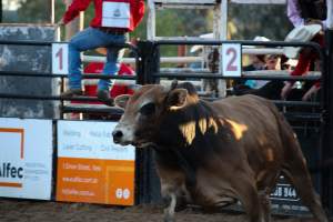 Bucking Bulls Australia Event - Bucking Bulls Australia event, run by Yass Rodeo. Activities such as Bull Riding and Trick Horse Riding occurred during this event. - Captured at Yass Show Society - Rodeo Arena, Yass NSW Australia.