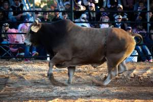 Bucking Bulls Australia Event - Bucking Bulls Australia event, run by Yass Rodeo. Activities such as Bull Riding and Trick Horse Riding occurred during this event. - Captured at Yass Show Society - Rodeo Arena, Yass NSW Australia.