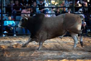 Bucking Bulls Australia Event - Bucking Bulls Australia event, run by Yass Rodeo. Activities such as Bull Riding and Trick Horse Riding occurred during this event. - Captured at Yass Show Society - Rodeo Arena, Yass NSW Australia.