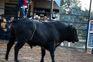 Bucking Bulls Australia Event - Bucking Bulls Australia event, run by Yass Rodeo. Activities such as Bull Riding and Trick Horse Riding occurred during this event. - Captured at Yass Show Society - Rodeo Arena, Yass NSW Australia.