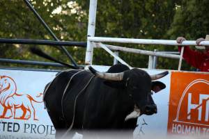 Bucking Bulls Australia Event - Bucking Bulls Australia event, run by Yass Rodeo. Activities such as Bull Riding and Trick Horse Riding occurred during this event. - Captured at Yass Show Society - Rodeo Arena, Yass NSW Australia.