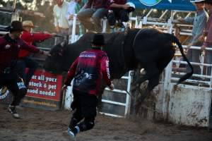 Bucking Bulls Australia Event - Bucking Bulls Australia event, run by Yass Rodeo. Activities such as Bull Riding and Trick Horse Riding occurred during this event. - Captured at Yass Show Society - Rodeo Arena, Yass NSW Australia.