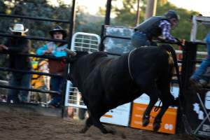 Bucking Bulls Australia Event - Bucking Bulls Australia event, run by Yass Rodeo. Activities such as Bull Riding and Trick Horse Riding occurred during this event. - Captured at Yass Show Society - Rodeo Arena, Yass NSW Australia.