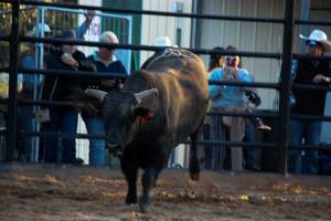 Bucking Bulls Australia Event - Bucking Bulls Australia event, run by Yass Rodeo. Activities such as Bull Riding and Trick Horse Riding occurred during this event. - Captured at Yass Show Society - Rodeo Arena, Yass NSW Australia.