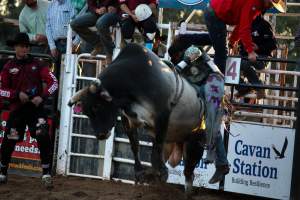 Bucking Bulls Australia Event - Bucking Bulls Australia event, run by Yass Rodeo. Activities such as Bull Riding and Trick Horse Riding occurred during this event. - Captured at Yass Show Society - Rodeo Arena, Yass NSW Australia.