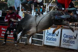 Bucking Bulls Australia Event - Bucking Bulls Australia event, run by Yass Rodeo. Activities such as Bull Riding and Trick Horse Riding occurred during this event. - Captured at Yass Show Society - Rodeo Arena, Yass NSW Australia.
