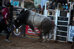 Bucking Bulls Australia Event - Bucking Bulls Australia event, run by Yass Rodeo. Activities such as Bull Riding and Trick Horse Riding occurred during this event. - Captured at Yass Show Society - Rodeo Arena, Yass NSW Australia.