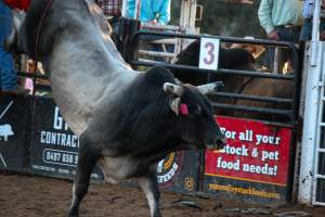 Bucking Bulls Australia Event - Bucking Bulls Australia event, run by Yass Rodeo. Activities such as Bull Riding and Trick Horse Riding occurred during this event. - Captured at Yass Show Society - Rodeo Arena, Yass NSW Australia.