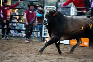 Bucking Bulls Australia Event - Bucking Bulls Australia event, run by Yass Rodeo. Activities such as Bull Riding and Trick Horse Riding occurred during this event. - Captured at Yass Show Society - Rodeo Arena, Yass NSW Australia.