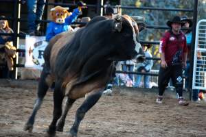 Bucking Bulls Australia Event - Bucking Bulls Australia event, run by Yass Rodeo. Activities such as Bull Riding and Trick Horse Riding occurred during this event. - Captured at Yass Show Society - Rodeo Arena, Yass NSW Australia.