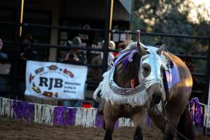 Bucking Bulls Australia Event - Bucking Bulls Australia event, run by Yass Rodeo. Activities such as Bull Riding and Trick Horse Riding occurred during this event. - Captured at Yass Show Society - Rodeo Arena, Yass NSW Australia.