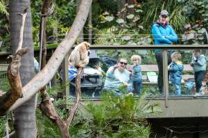 White-cheeked gibbon at Adelaide Zoo - Captured at Adelaide Zoo, Adelaide SA Australia.