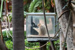 Gibbon sitting in glass cage at Adelaide Zoo - Captured at Adelaide Zoo, Adelaide SA Australia.