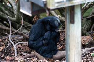 Siamang in enclosure at Adelaide Zoo - Captured at Adelaide Zoo, Adelaide SA Australia.
