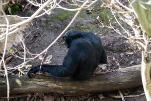 Siamang in enclosure at Adelaide Zoo - Captured at Adelaide Zoo, Adelaide SA Australia.