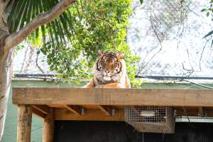 Tiger in enclosure at Adelaide Zoo - Captured at Adelaide Zoo, Adelaide SA Australia.