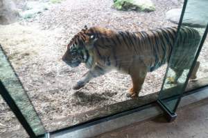 Tiger pacing around enclosure at Adelaide Zoo - Captured at Adelaide Zoo, Adelaide SA Australia.