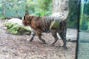 Tiger pacing around enclosure at Adelaide Zoo - Captured at Adelaide Zoo, Adelaide SA Australia.