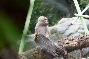 Hamadryas baboon at Adelaide Zoo - Captured at Adelaide Zoo, Adelaide SA Australia.
