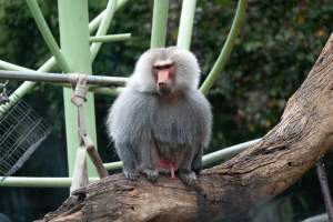 Hamadryas baboon at Adelaide Zoo - Captured at Adelaide Zoo, Adelaide SA Australia.