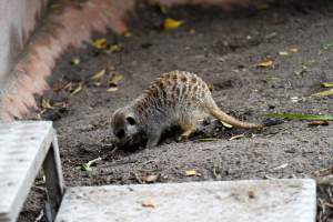 Meerkat at Adelaide Zoo - Captured at Adelaide Zoo, Adelaide SA Australia.