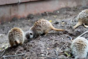 Meerkats at Adelaide Zoo - Captured at Adelaide Zoo, Adelaide SA Australia.