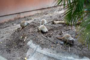 Meerkats at Adelaide Zoo - Captured at Adelaide Zoo, Adelaide SA Australia.