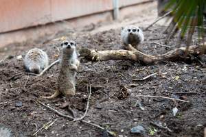 Meerkats at Adelaide Zoo - Captured at Adelaide Zoo, Adelaide SA Australia.