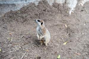 Meerkat at Adelaide Zoo - Captured at Adelaide Zoo, Adelaide SA Australia.