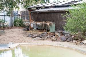 Capybaras at Adelaide Zoo - Captured at Adelaide Zoo, Adelaide SA Australia.