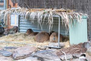 Capybaras at Adelaide Zoo - Captured at Adelaide Zoo, Adelaide SA Australia.