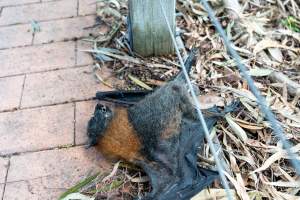 Dead flying fox at Adelaide Zoo - Captured at Adelaide Zoo, Adelaide SA Australia.