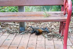 Dead flying fox at Adelaide Zoo - Captured at Adelaide Zoo, Adelaide SA Australia.