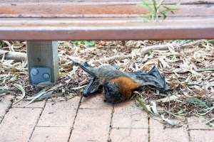 Dead flying fox at Adelaide Zoo - Captured at Adelaide Zoo, Adelaide SA Australia.
