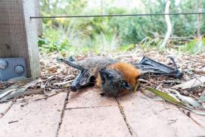 Dead flying fox at Adelaide Zoo - Captured at Adelaide Zoo, Adelaide SA Australia.