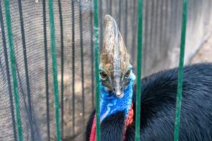 Southern Cassowary at Adelaide Zoo - Captured at Adelaide Zoo, Adelaide SA Australia.