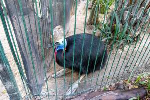 Southern Cassowary at Adelaide Zoo - Captured at Adelaide Zoo, Adelaide SA Australia.