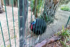 Southern Cassowary at Adelaide Zoo - Captured at Adelaide Zoo, Adelaide SA Australia.
