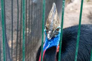 Southern Cassowary at Adelaide Zoo - Captured at Adelaide Zoo, Adelaide SA Australia.