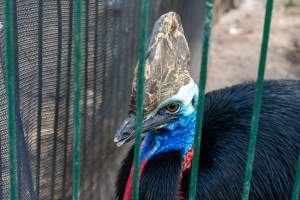 Southern Cassowary at Adelaide Zoo - Captured at Adelaide Zoo, Adelaide SA Australia.