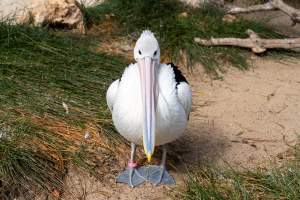 Pelican at Adelaide Zoo - Captured at Adelaide Zoo, Adelaide SA Australia.